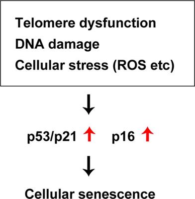 Vascular Senescence in Cardiovascular and Metabolic Diseases